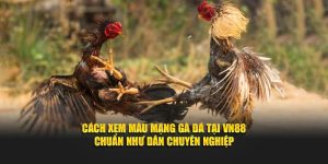 Cách Xem Màu Mạng Gà Đá Tại VN88 Chuẩn Như Dân Chuyên Nghiệp