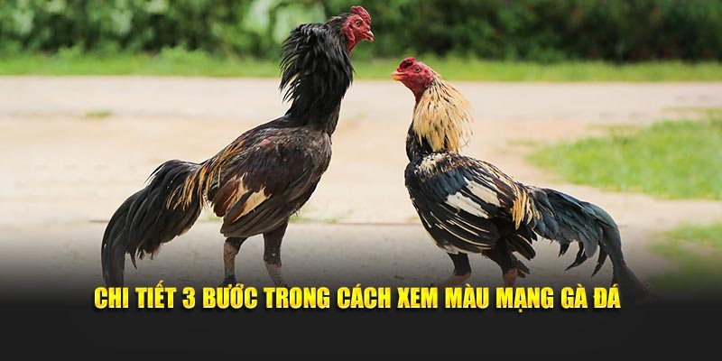 Chi tiết 3 bước trong cách xem màu mạng gà đá