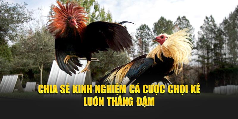 Chia sẻ kinh nghiệm cá cược chọi kê luôn thắng đậm