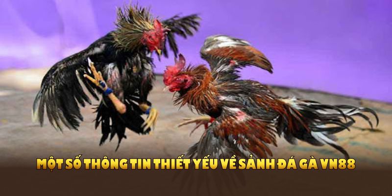 Một số thông tin thiết yếu về sảnh đá gà VN88 dành cho người mới