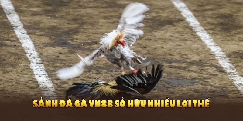 Sảnh đá gà VN88 sở hữu nhiều lợi thế vượt trội nhất