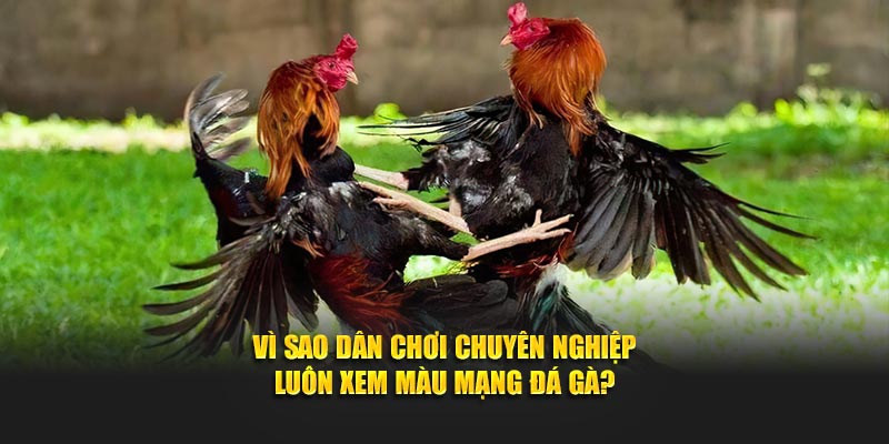 Vì sao dân chơi chuyên nghiệp luôn xem màu mạng đá gà?